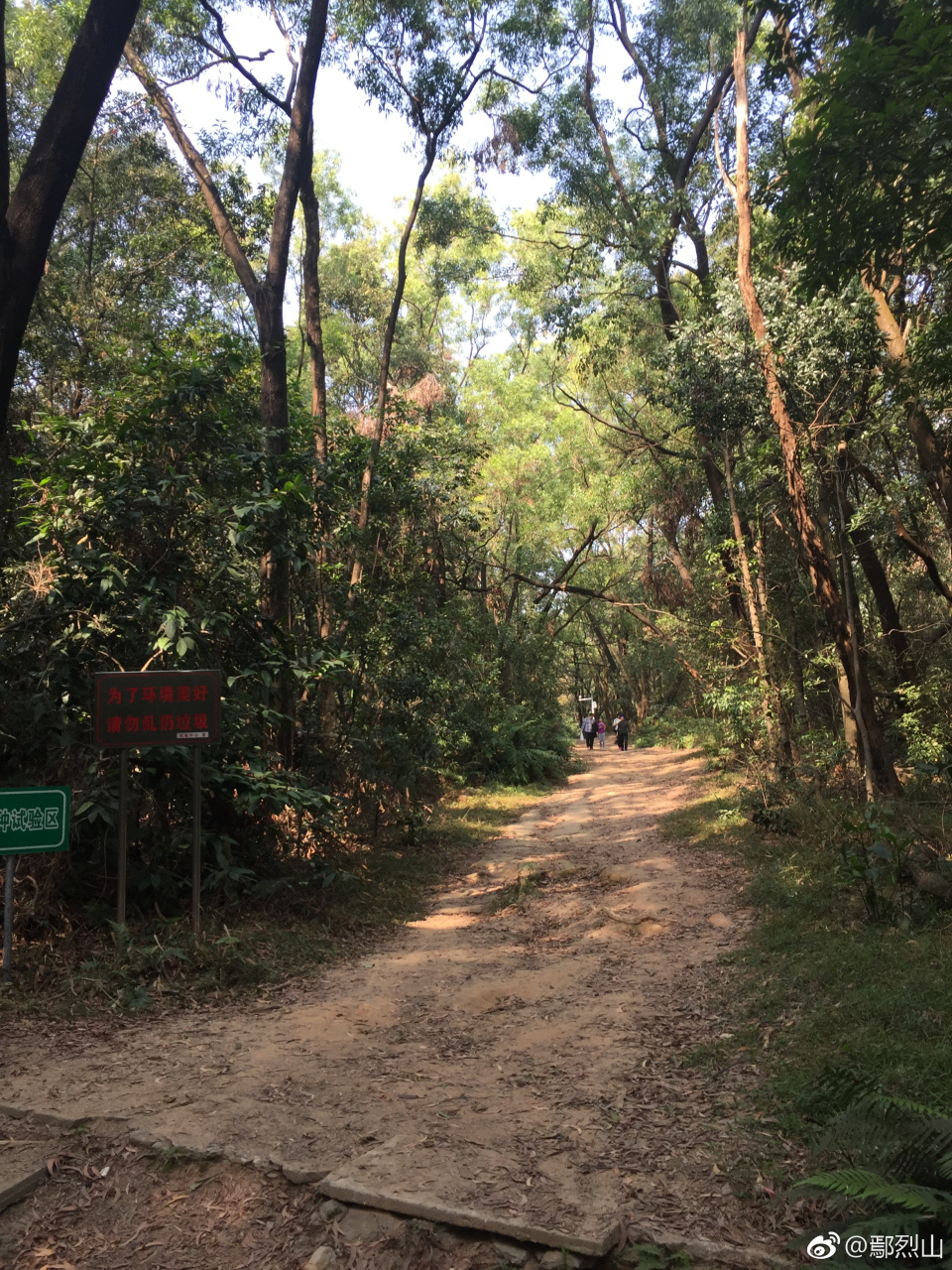 华南农大儒园盛开的红樱,树木园高大的澳大利亚相思树.