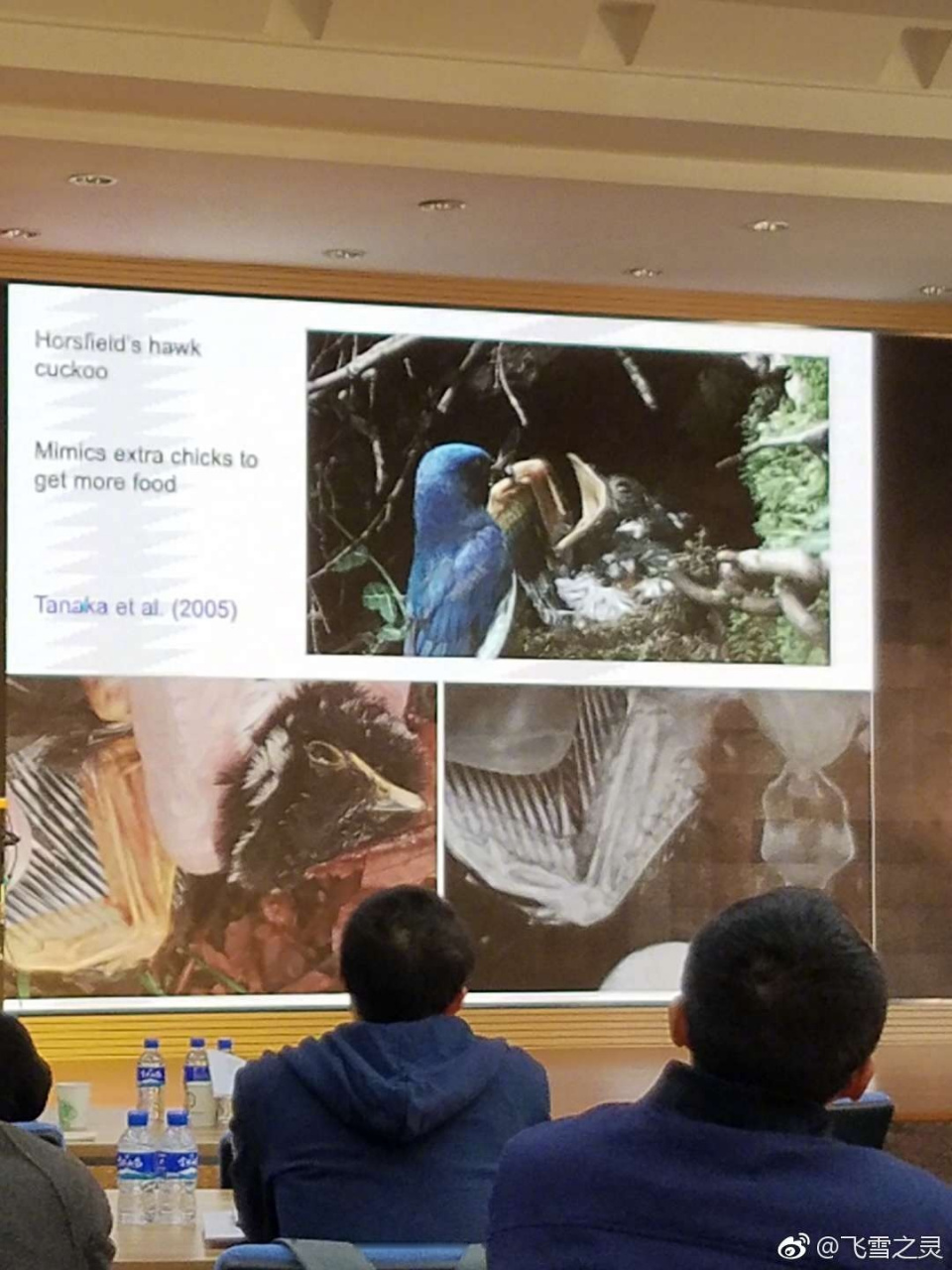 til霍氏鹰鹃(hierococcyx nisicolor)的雏鸟除了能干掉寄主的雏鸟外