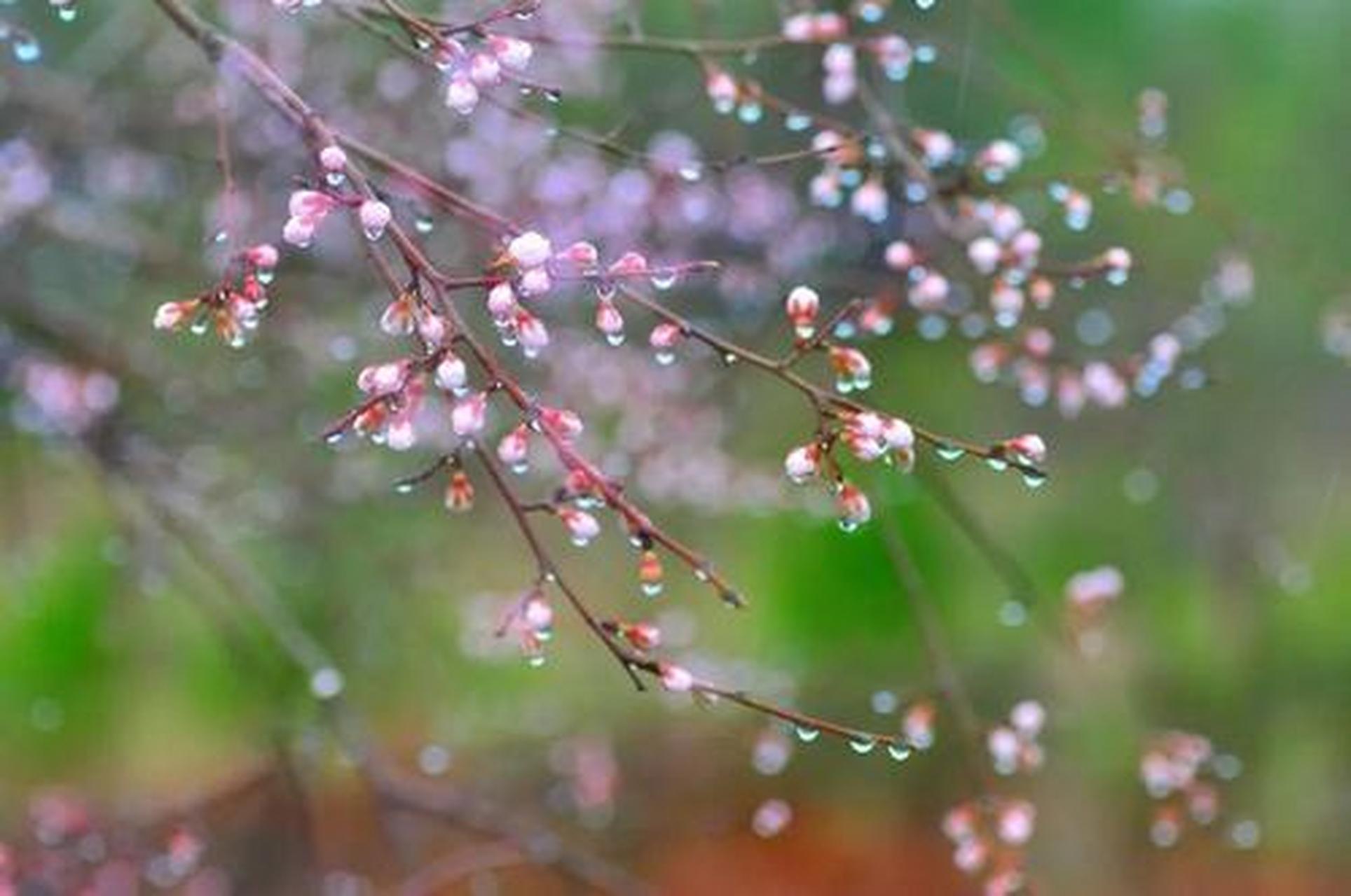 春路雨添花,花动一山春色.