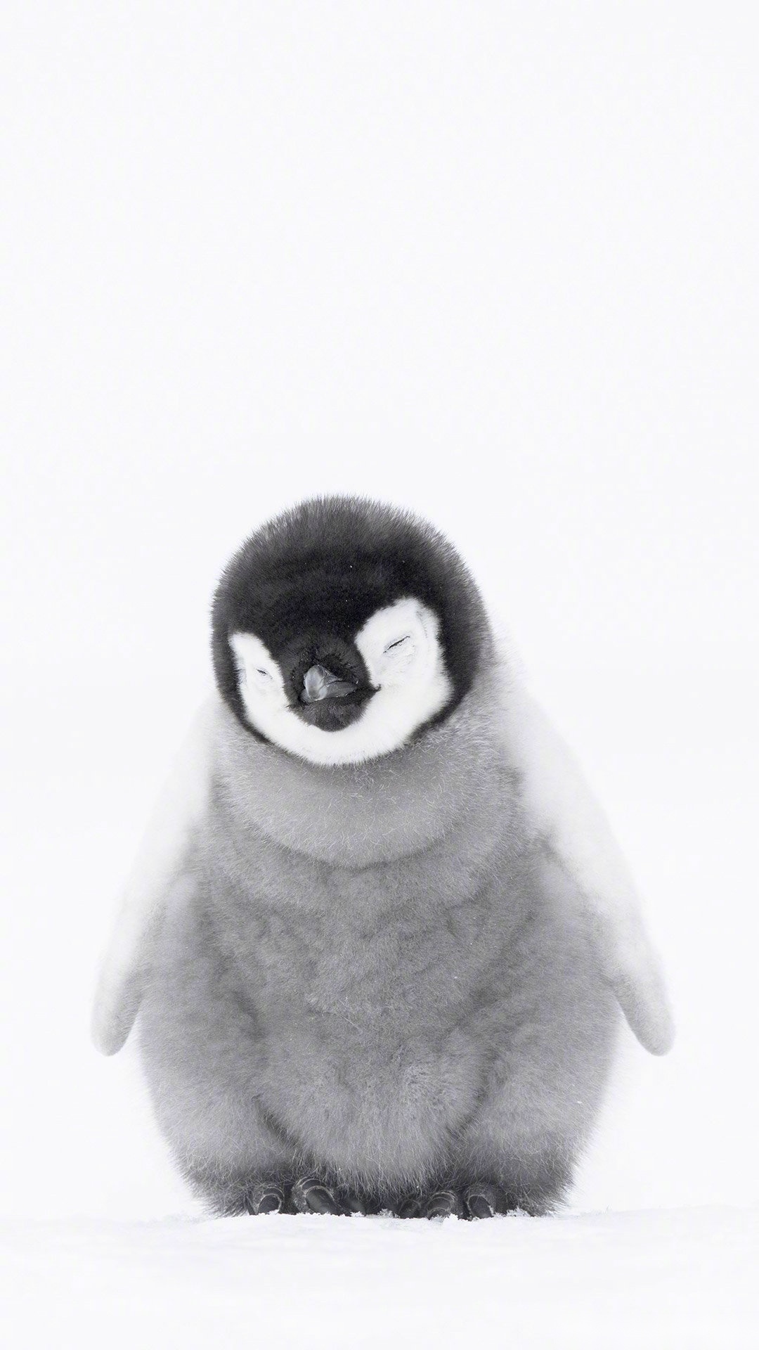 小企鹅美滋滋图片