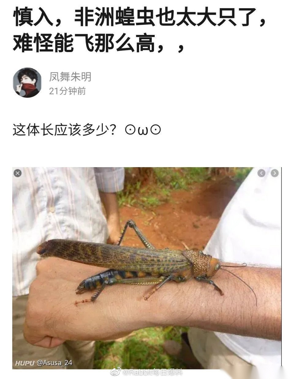 这是非洲蝗虫,我……恶心了