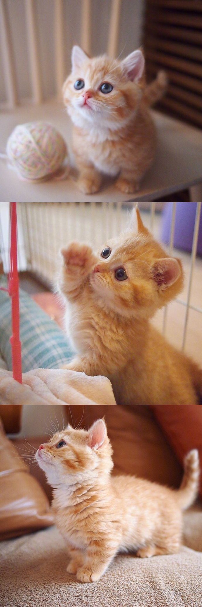 有多少人跟优酷君一样想养一只可爱的小橘猫 酱紫就天天在家里撸猫