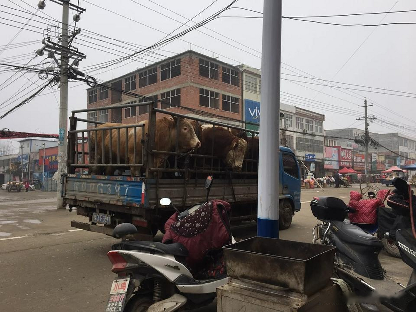 农村集市上出现一车牛,旁边大爷为牛的命运叹息!为啥?