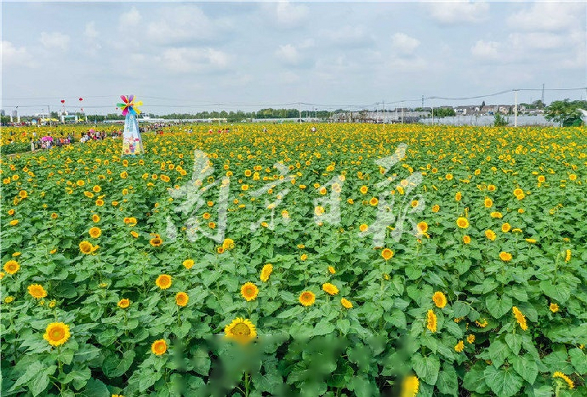 【葵花园开放啦,周冬雨都来打过卡】9月26日,江北的雄州钱仓葵花园