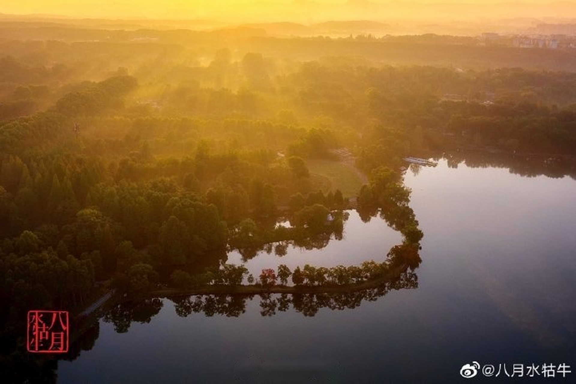 水牯牛图片