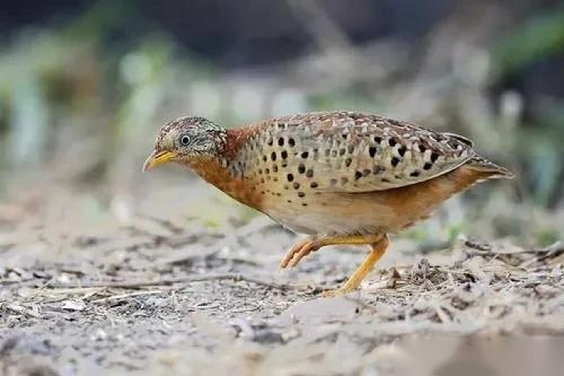 黄脚三趾鹑俗称"老牛哞","地牤牛",先前很少有人知道黄脚三趾鹑这种鸟