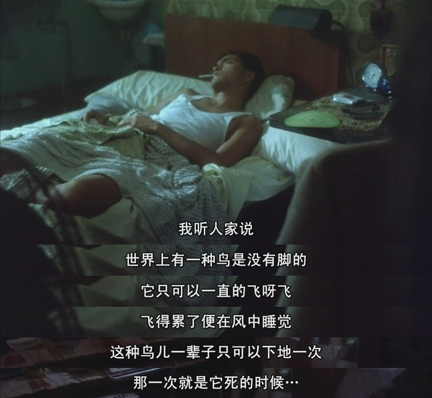 怀念张国荣# "我听人家说,这世界上有一种鸟是没