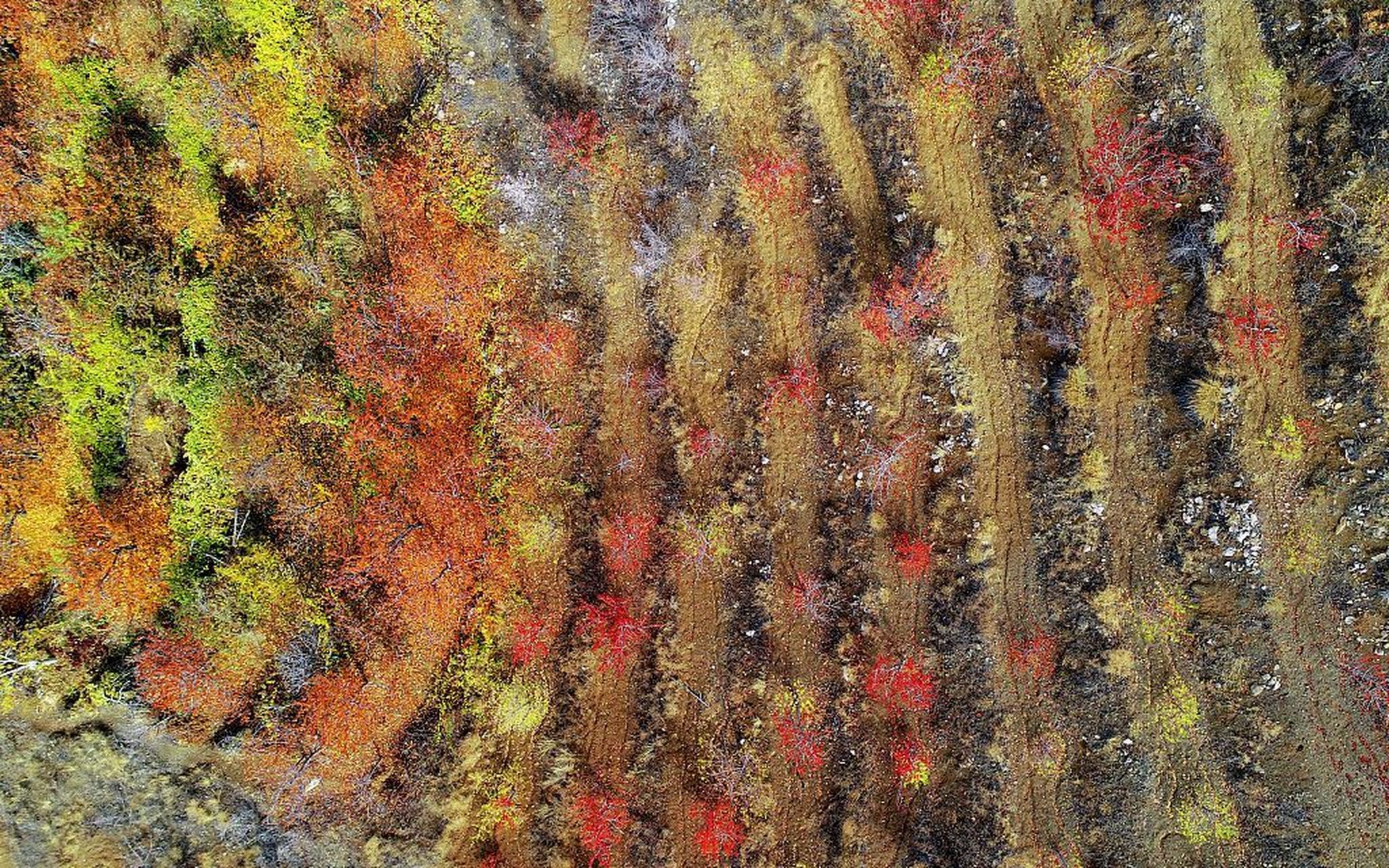 土耳其:托罗斯山脉被秋意笼罩,满山红叶似火风景如画!