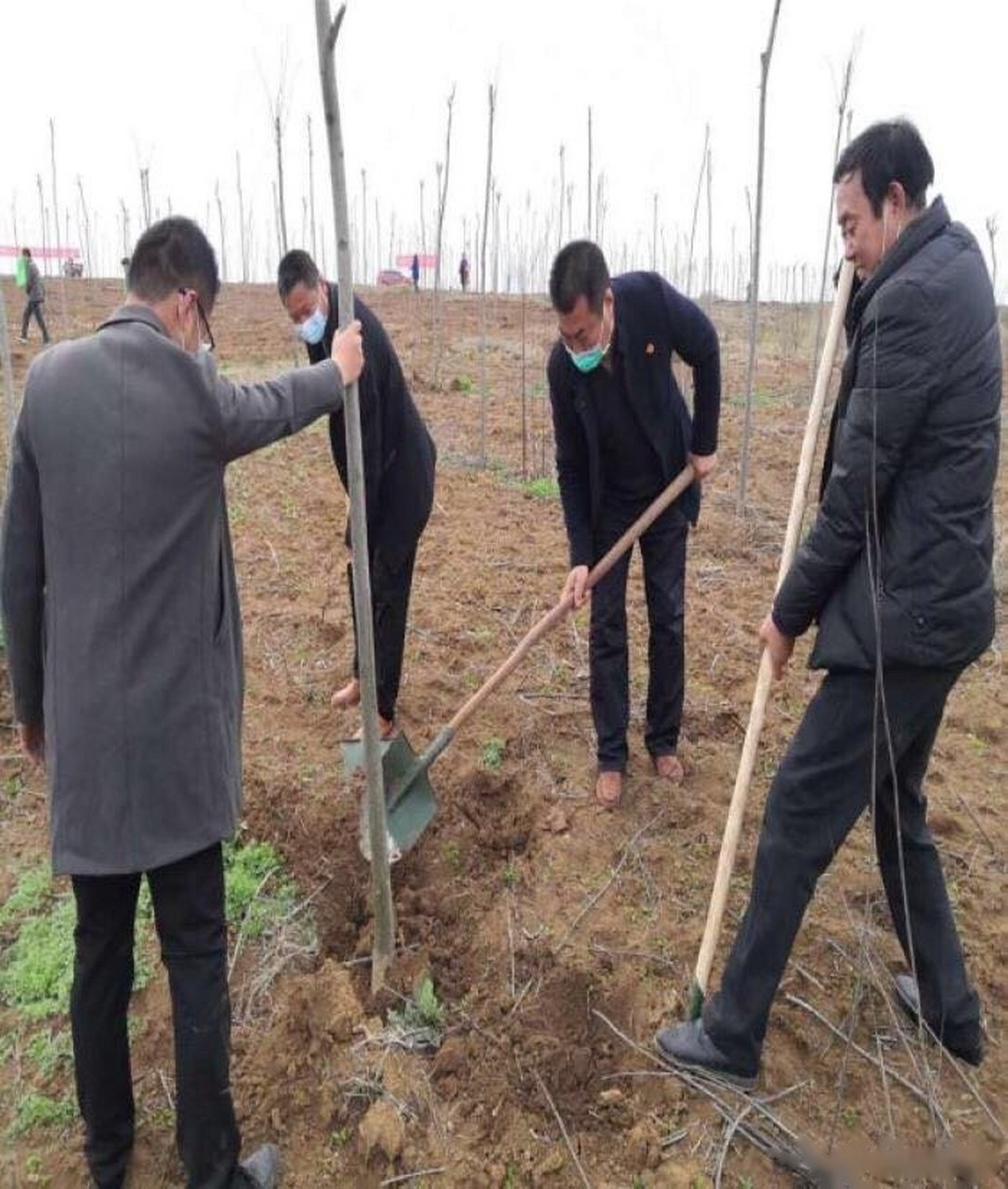 社旗饶良镇义务植树绿染宛东绘大地锦绣.