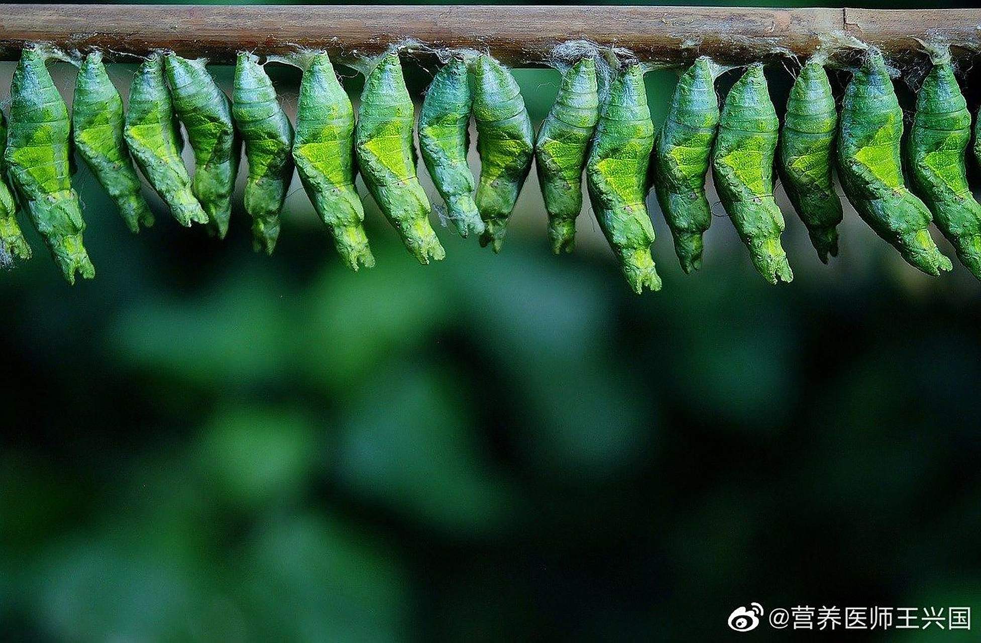 "信息茧房"(information cocoons)这个词真是精准,传神,源自网络技术