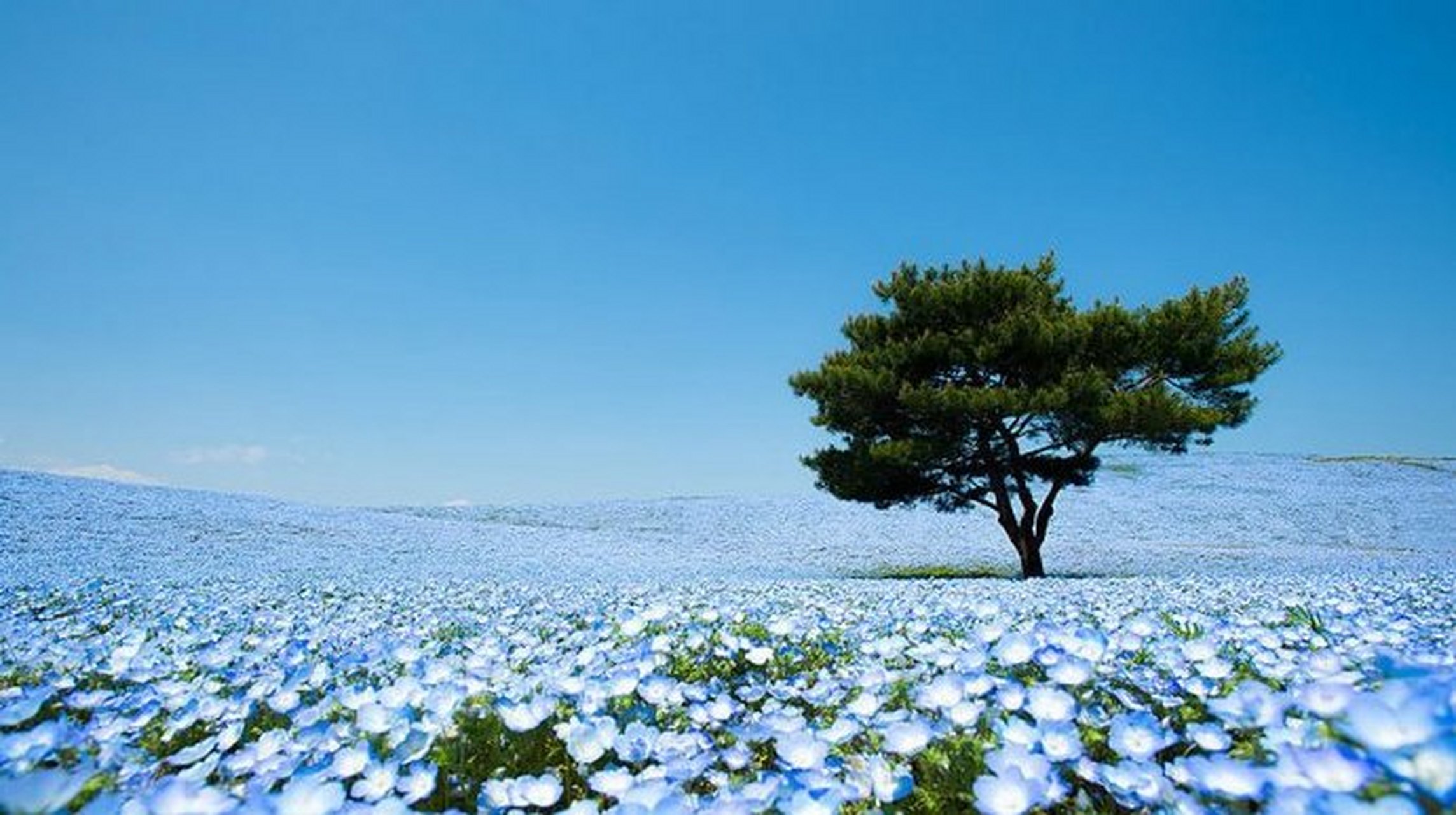 马蜂窝世界漂流计划#位于日本hitashi的公园,有一片迷人的粉蝶花趾＃