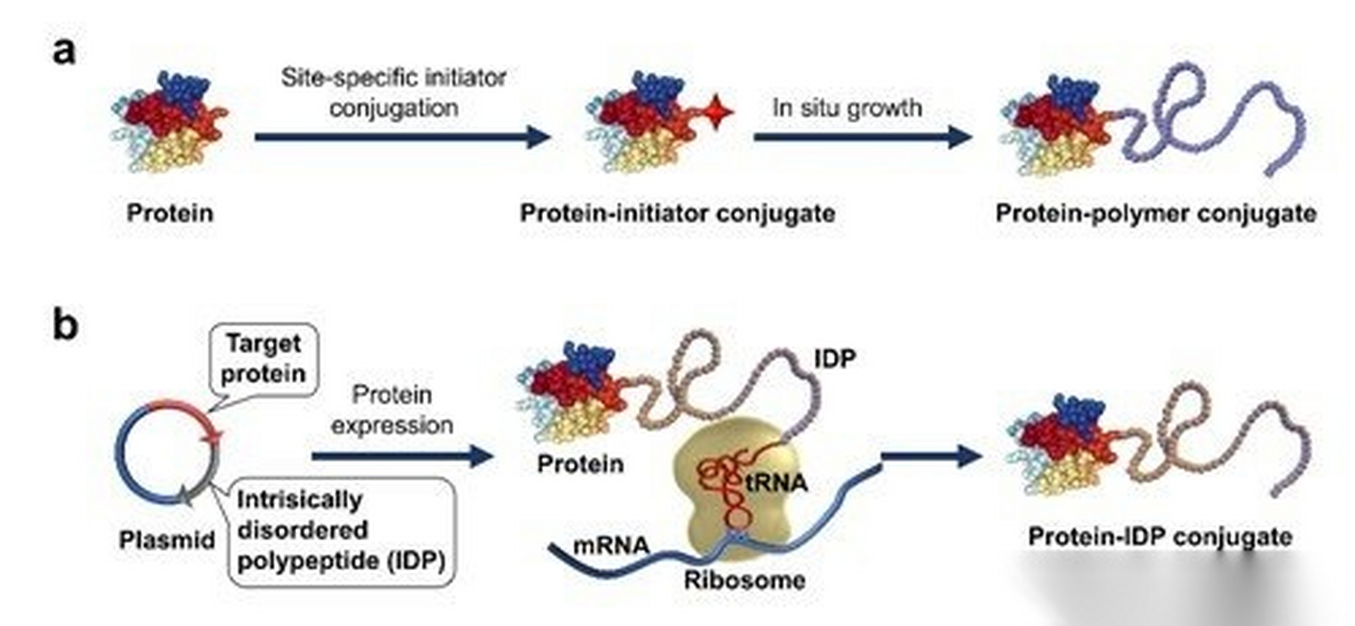 【北京大学跨学部生物医学工程系高卫平课题组发表综述:提出"蛋白质