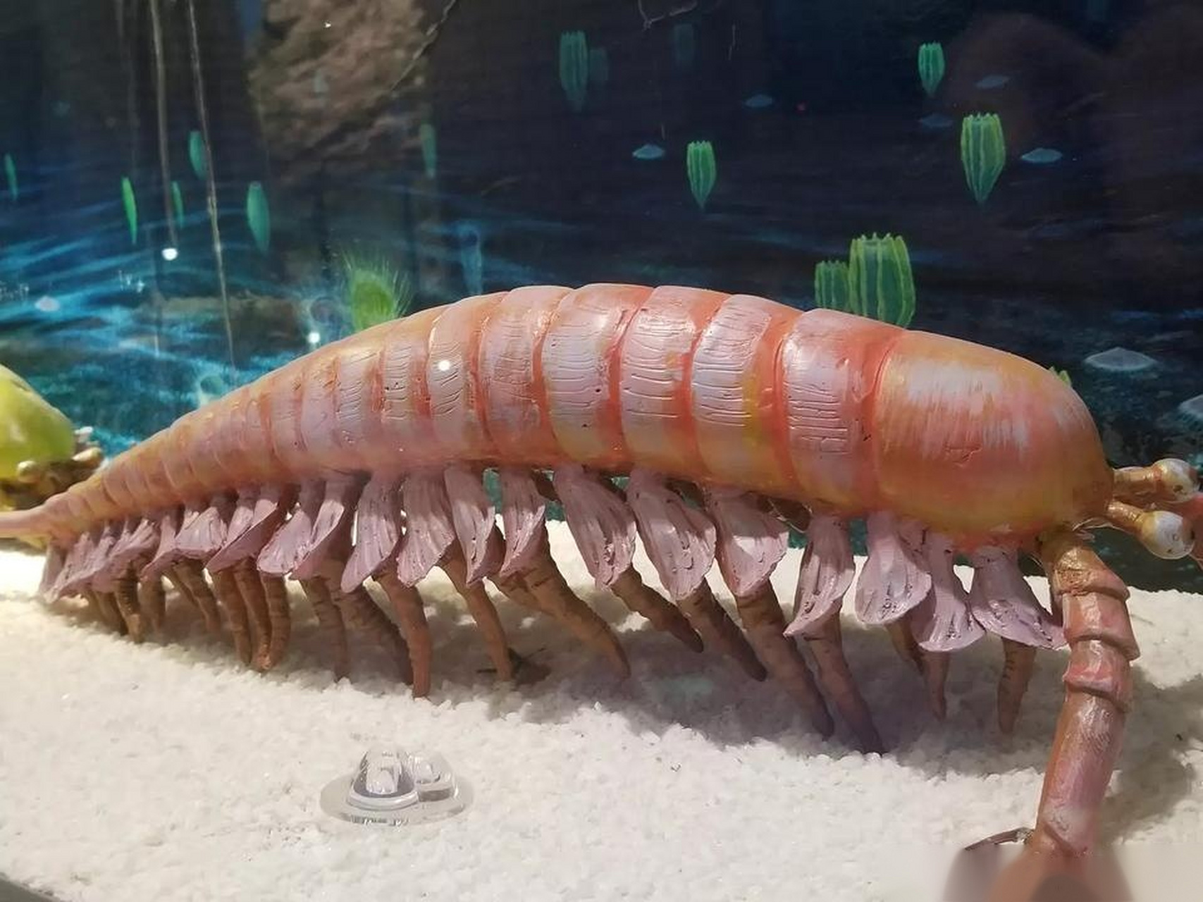 世界遗产在身边 30多年前,侯先光教授在云南澄江帽天山发现了5