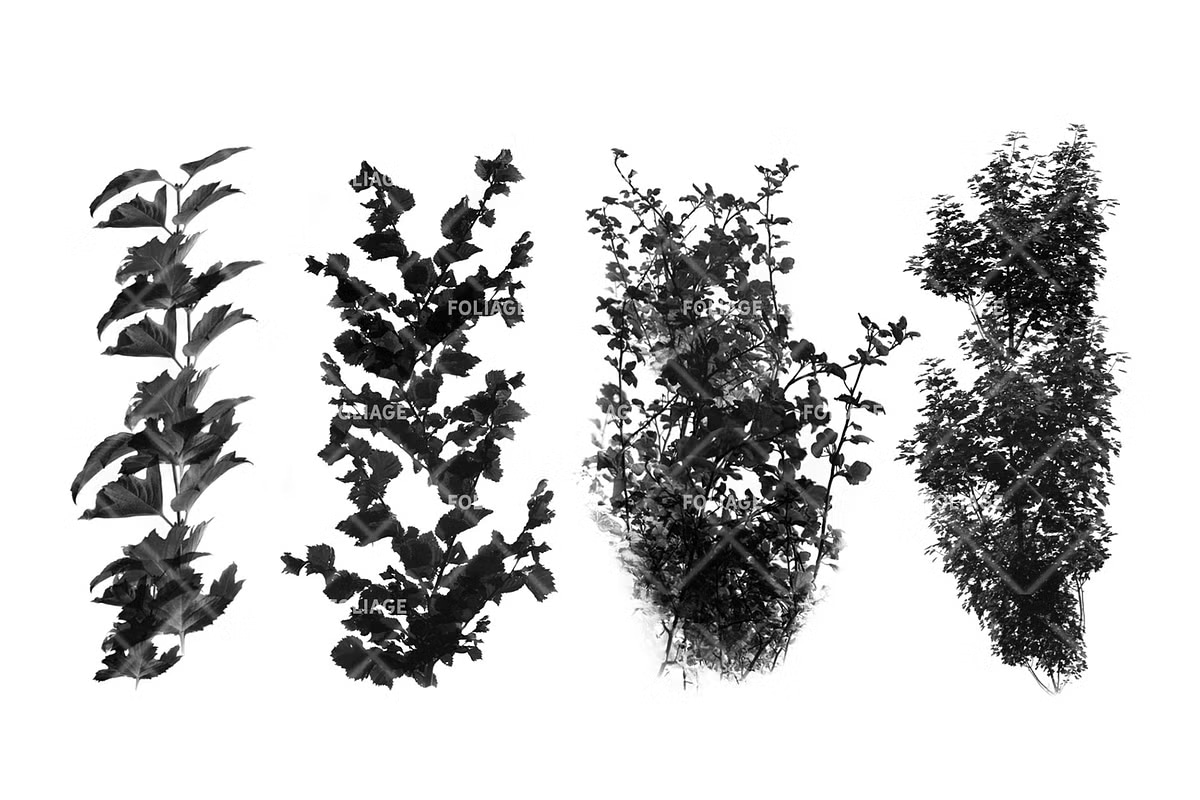 Foliage brush set-2.jpg