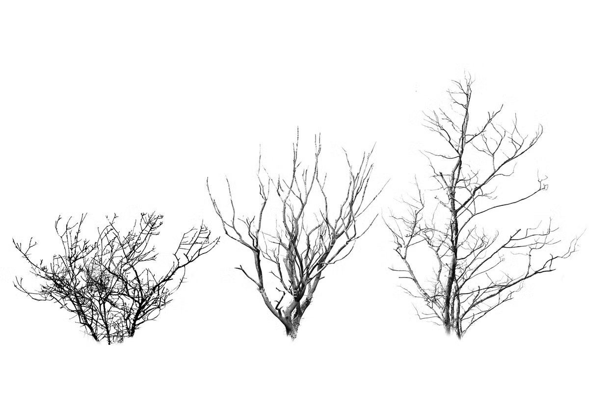 Foliage brush set-3.jpg