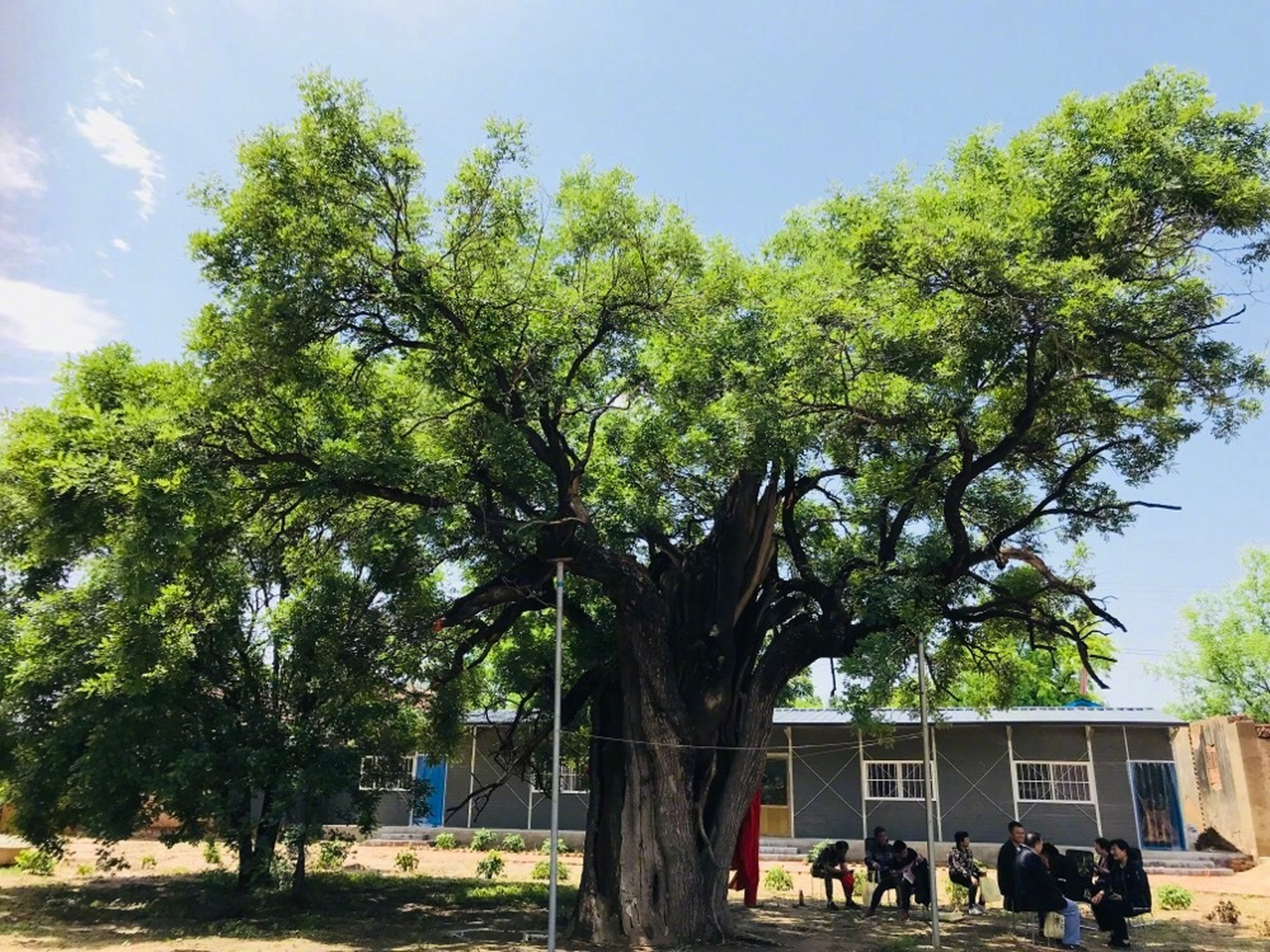 河北吴桥铁城镇大乘寺,寺院里1400年的大槐树.