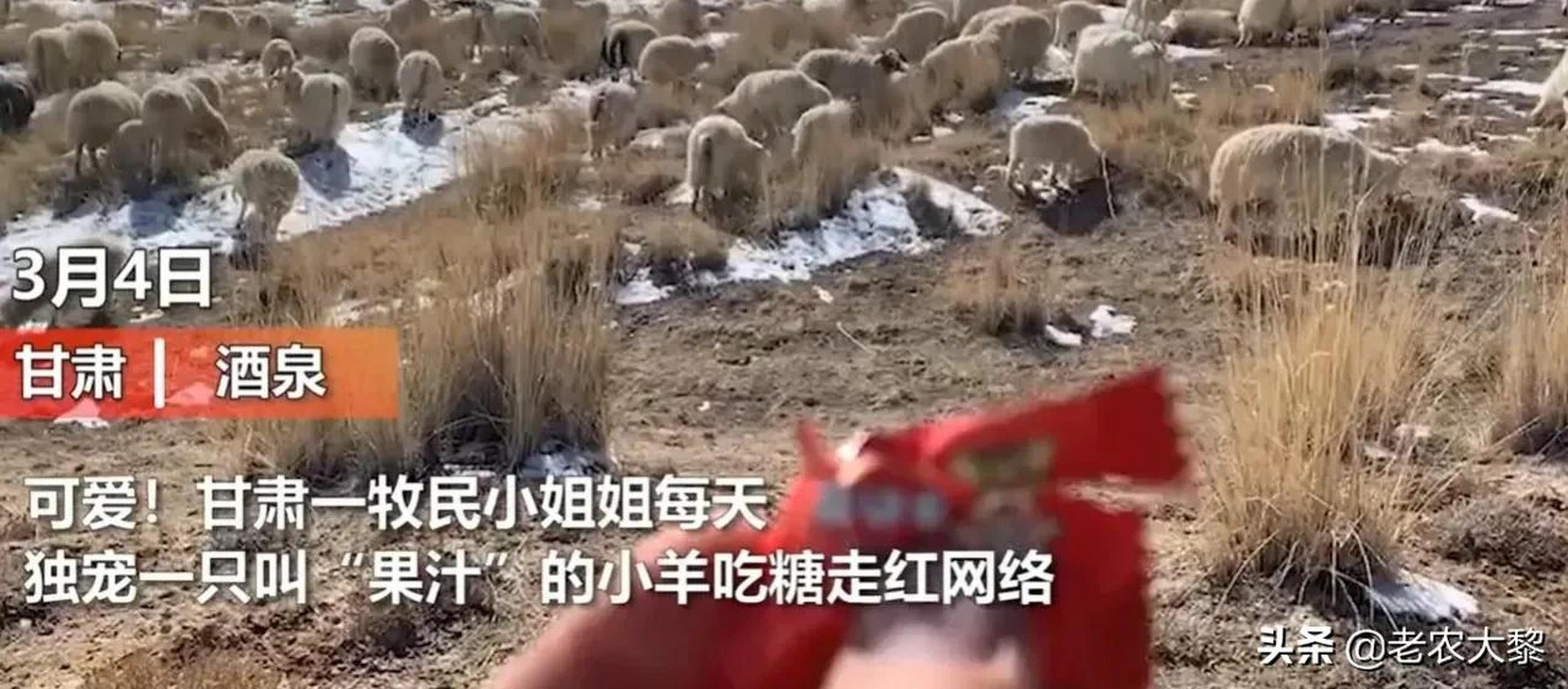 甘肃女孩喂小羊吃糖走红抖音 大千世界无奇不有!