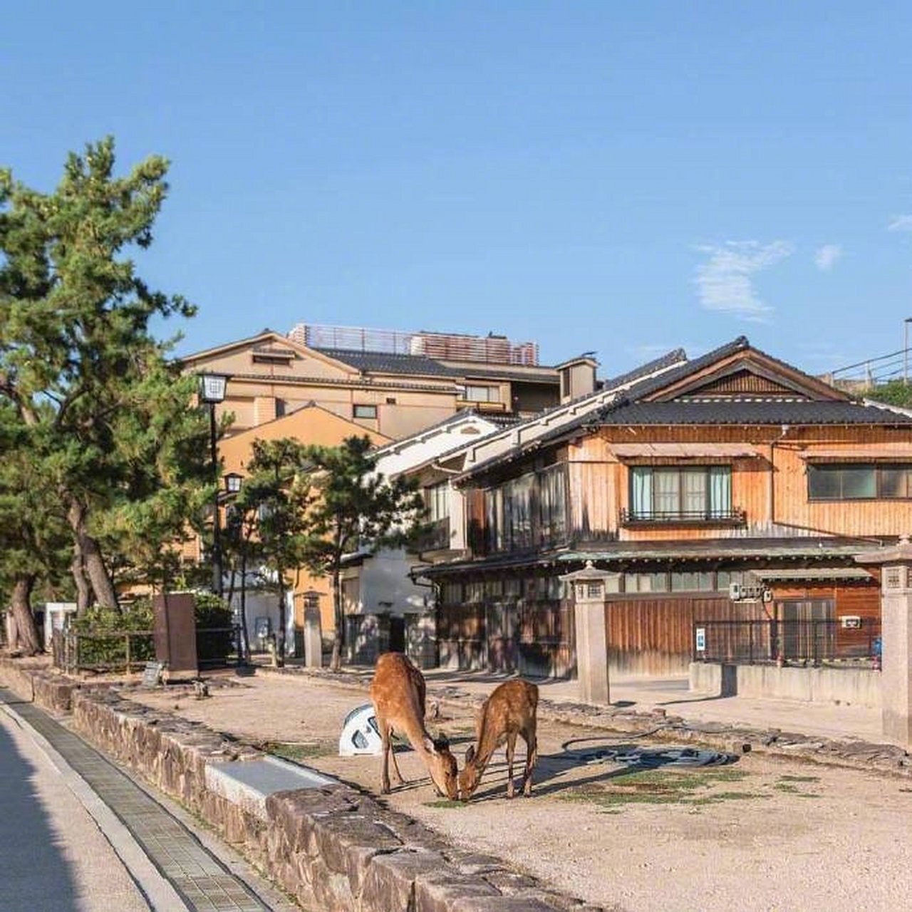 日本 miyajima 宫岛,这也太美了吧