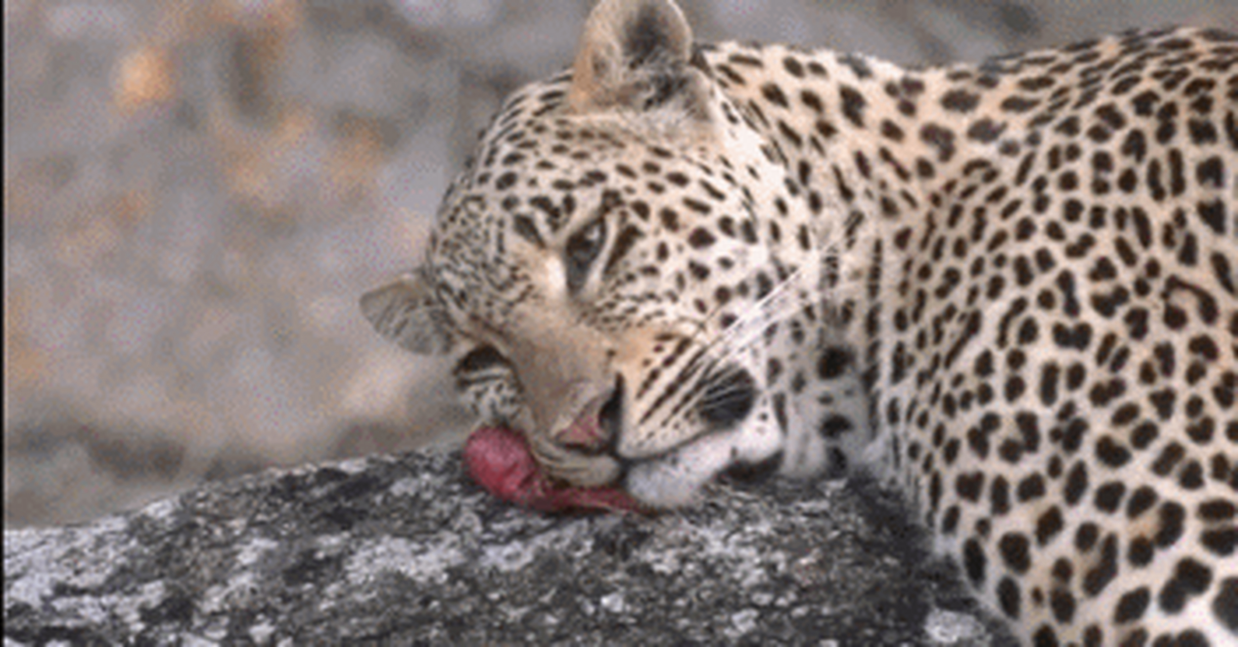 用一块羚羊肉当枕头,生活颓废,眼神忧郁.——自豹自弃