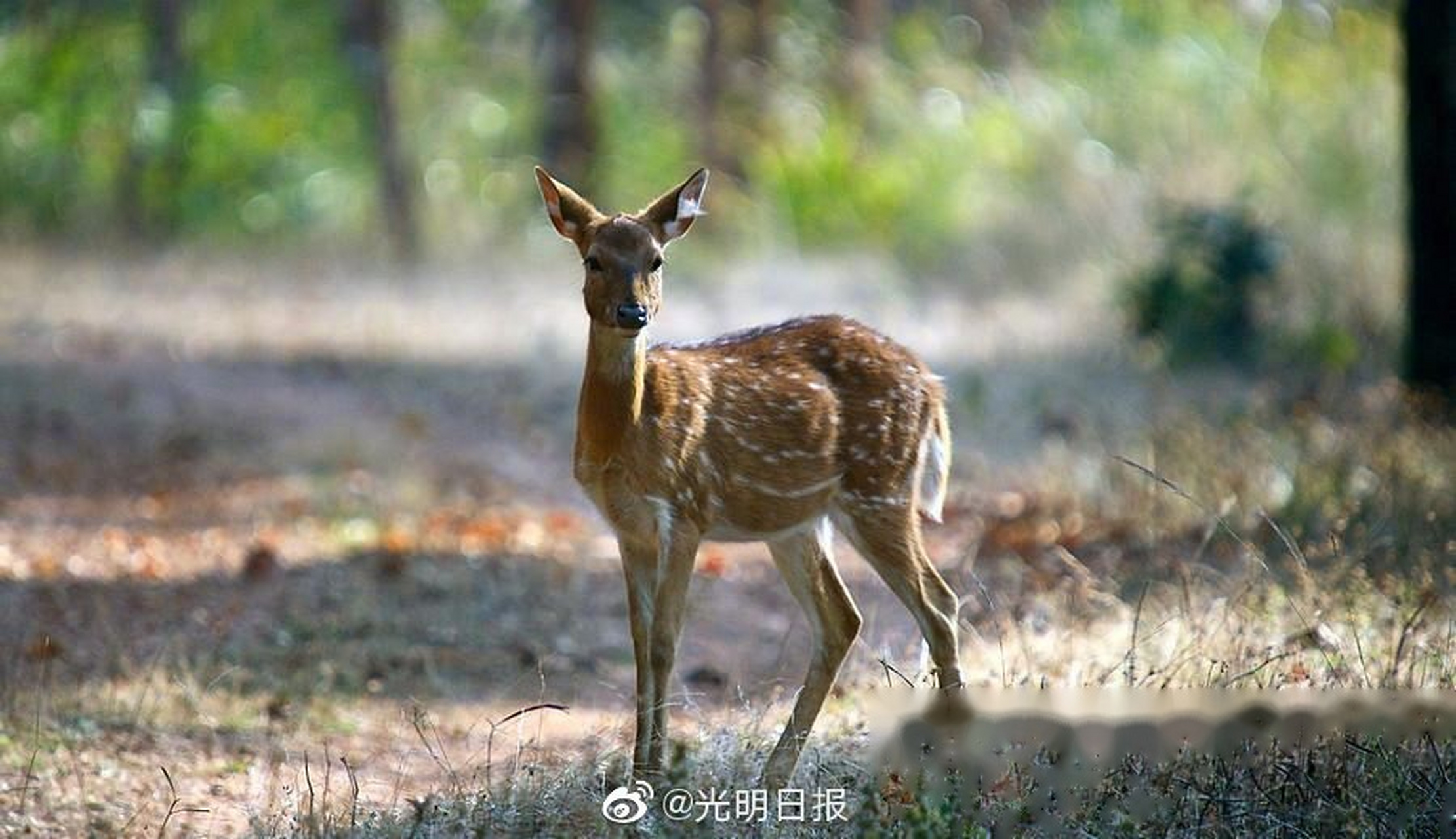 【彻底取缔野生动物养殖业可行吗?