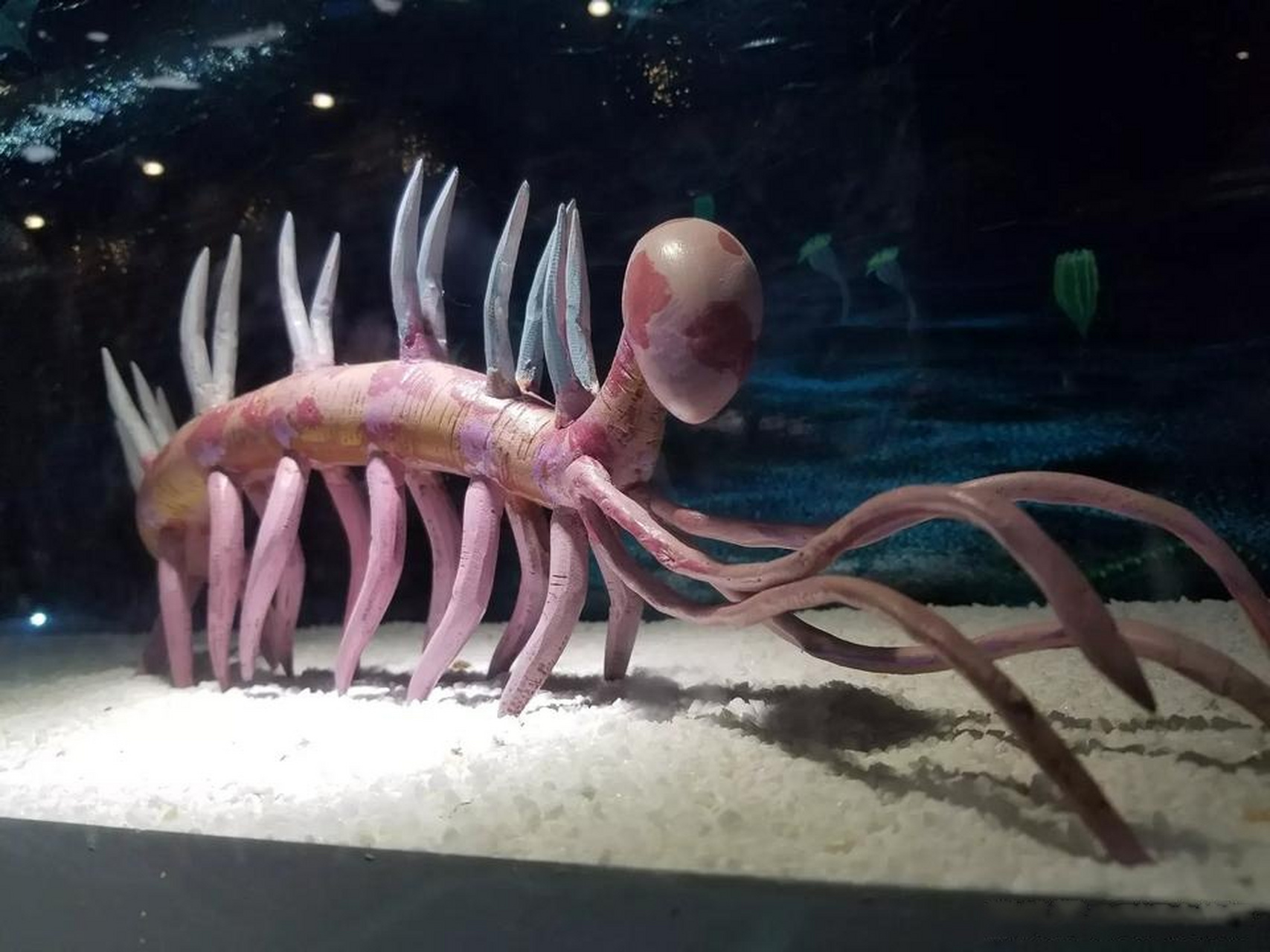 世界遗产在身边 30多年前,侯先光教授在云南澄江帽天山发现了5