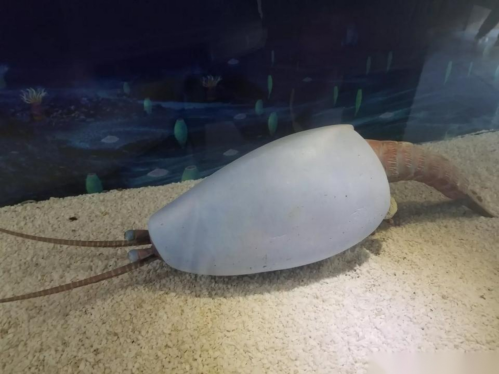 世界遗产在身边 30多年前,侯先光教授在云南澄江帽天山发现了5