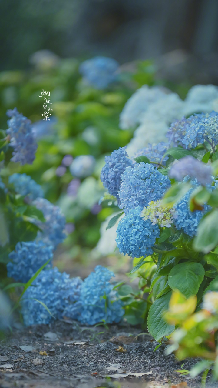 绣球公园|紫阳花开无尽夏 摄:烟波里的棠