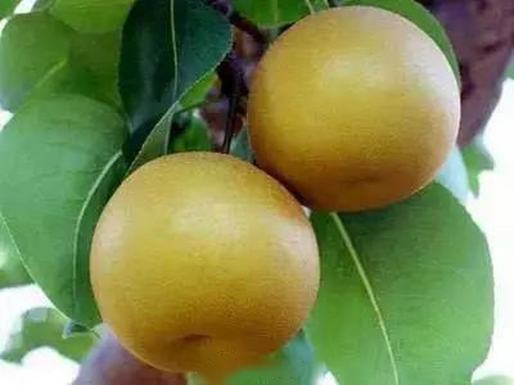 【"兰州冬果梨"通过国家农产品地理标志登记评审[鼓掌]】近期农业农村