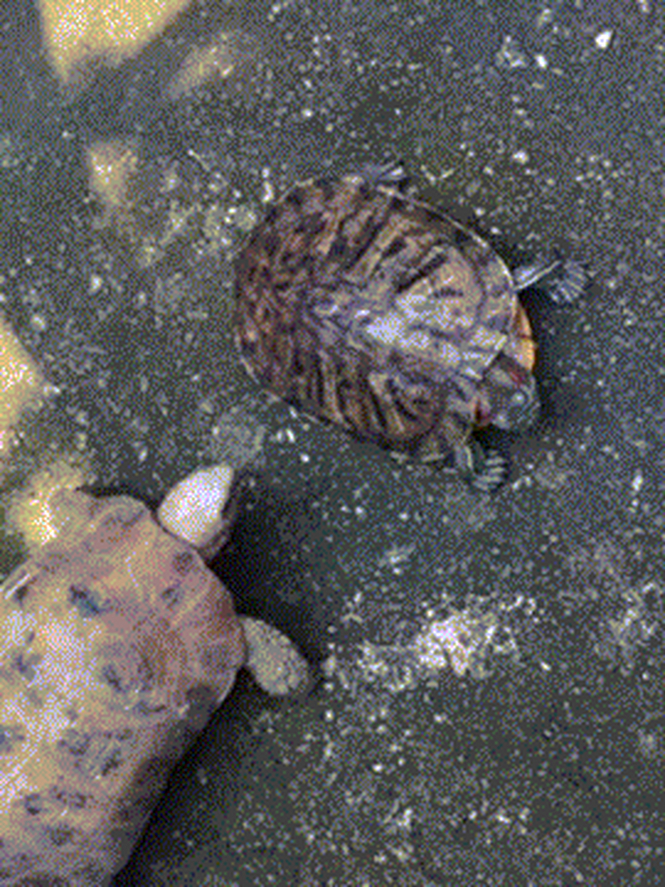 原来乌龟是这样打架的?