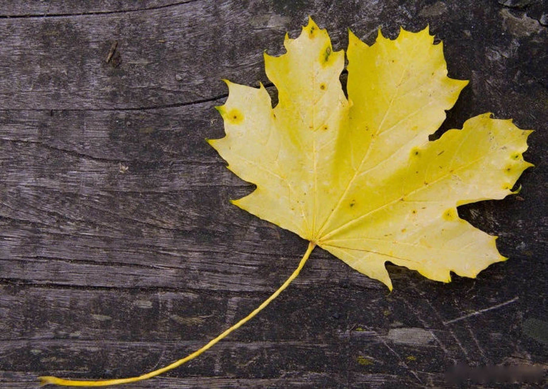 用记忆拥抱着过去,用希望拥抱着未来. ——纪伯伦《先知》