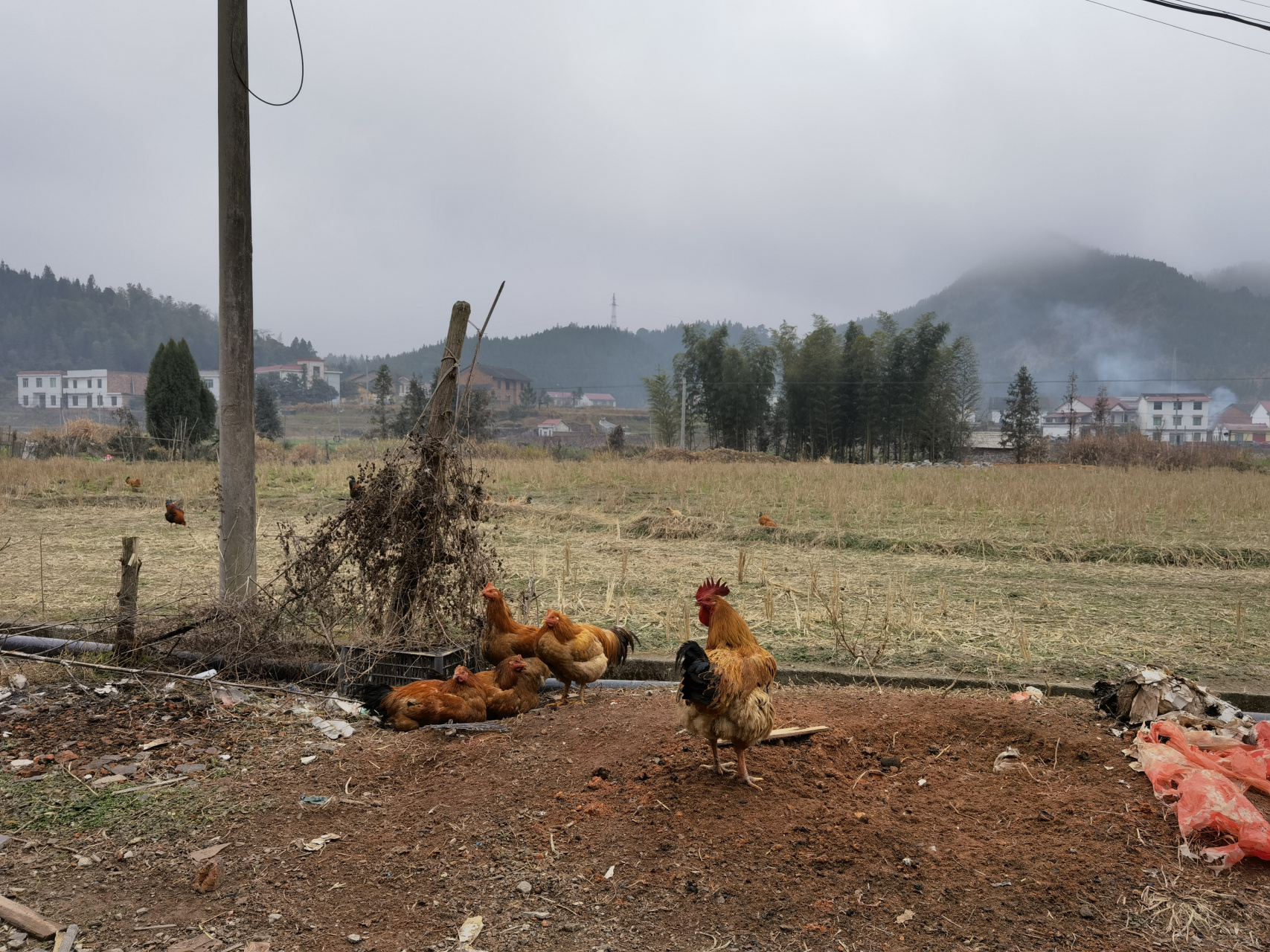 考眼力的时候到了:请问图片上一共有多少只鸡[三哈]