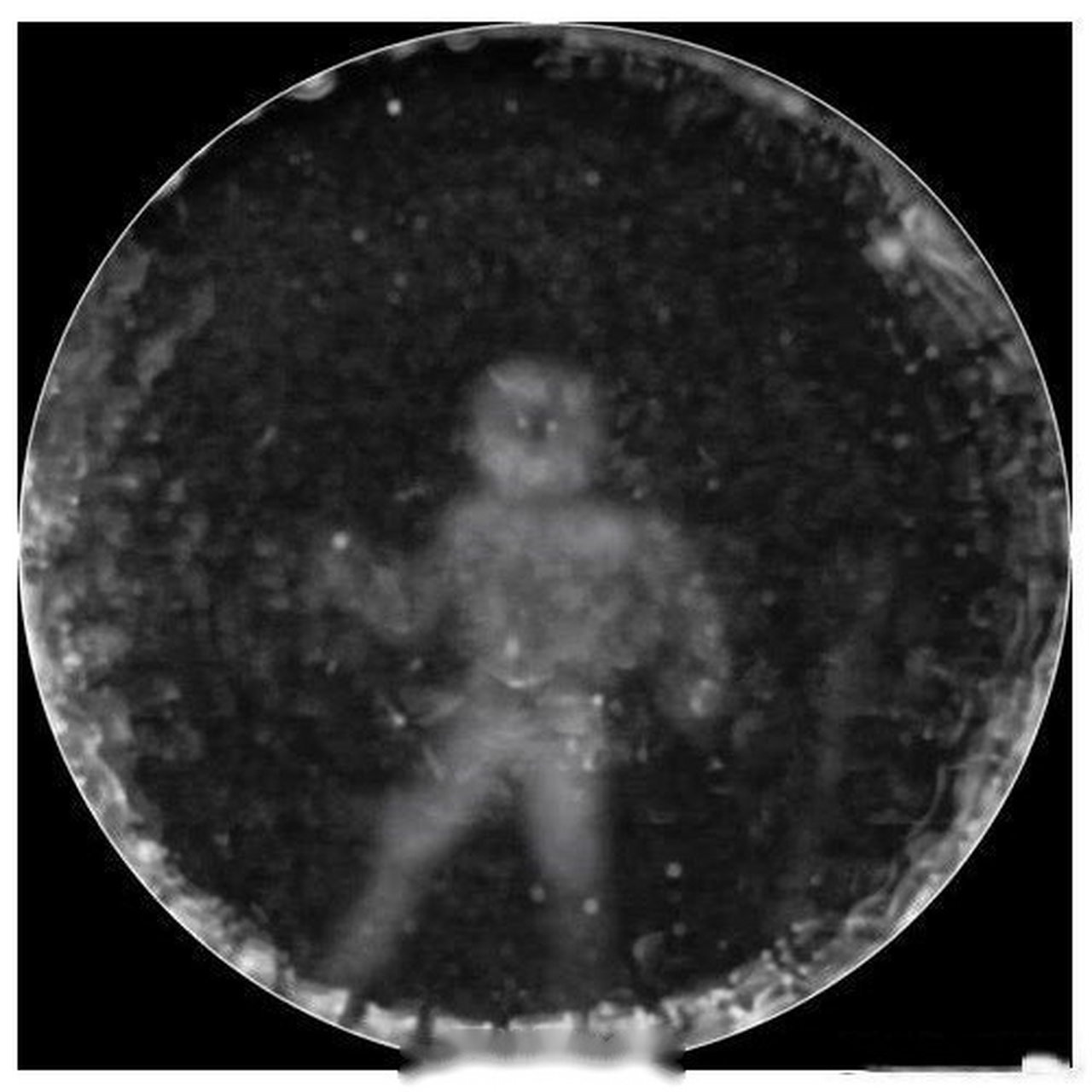 科学家将海豚的回声定位信号转换成了图片,终于看到了它们眼中人类的