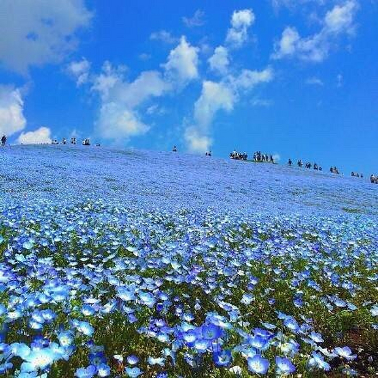 日本hitashi公园的蓝色粉蝶花,超美的花海.