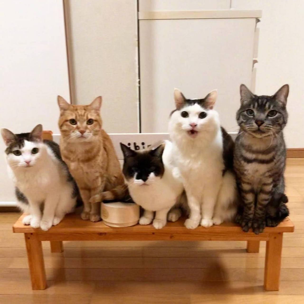 "整整齐齐一家人"   #搞笑幽默中心##表情包