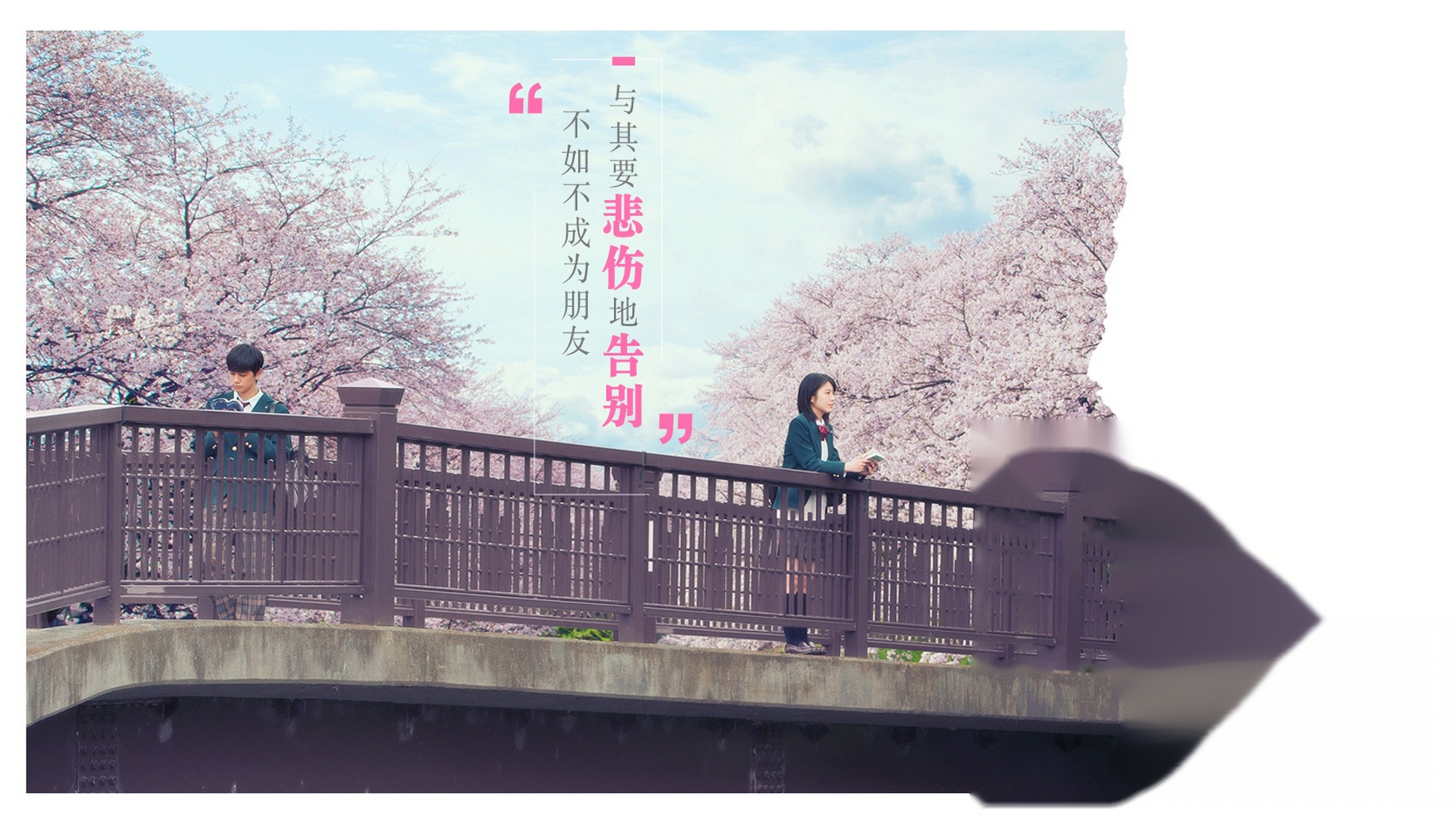 感人至深的电影《念念手纪 》中,有很多樱花的场面,电影几个版本的