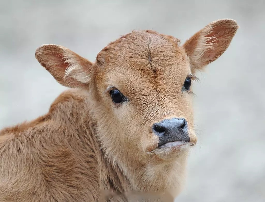 毛茸茸大眼睛的小牛真的太可爱了哇