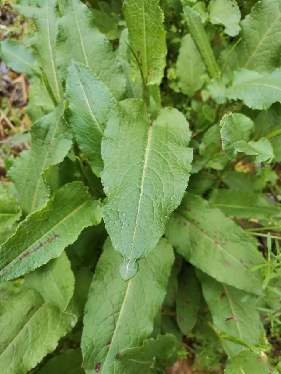 这种草叫牛舌草,因为它长的像牛舌头,所以起名叫牛舌草,牛舌草的主治