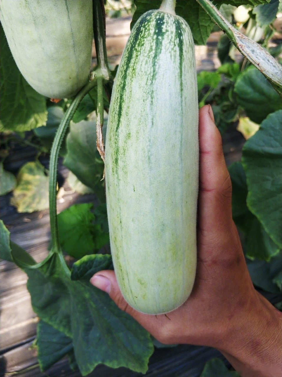 四月,吃羊角蜜的季节.老张找了四家供货商,我都不满意.