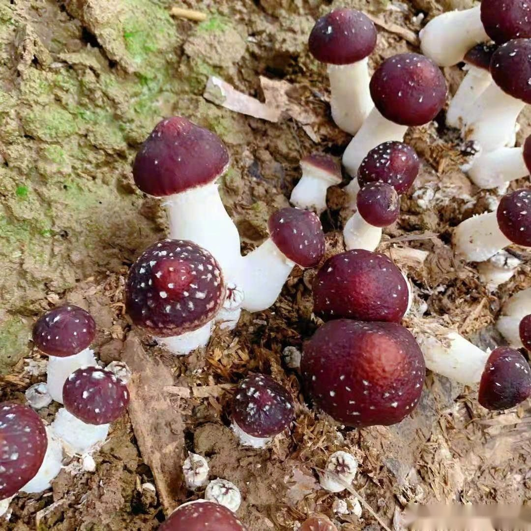 学名大球盖菇,又名皱环盖菇,酒红球盖菇,俗称益肾菇,粗腿蘑.