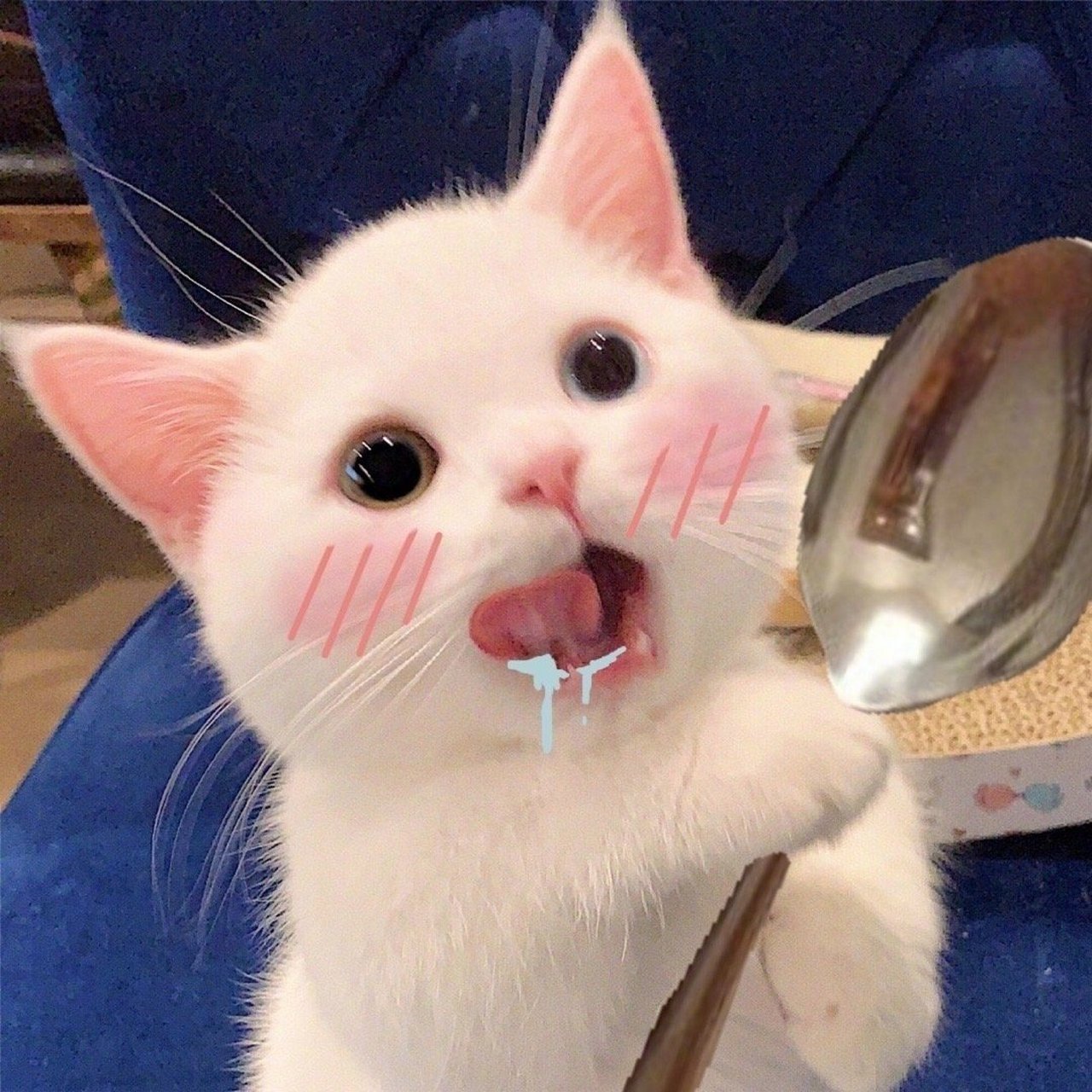 萌萌的猫咪表情包合集,太可恶了!