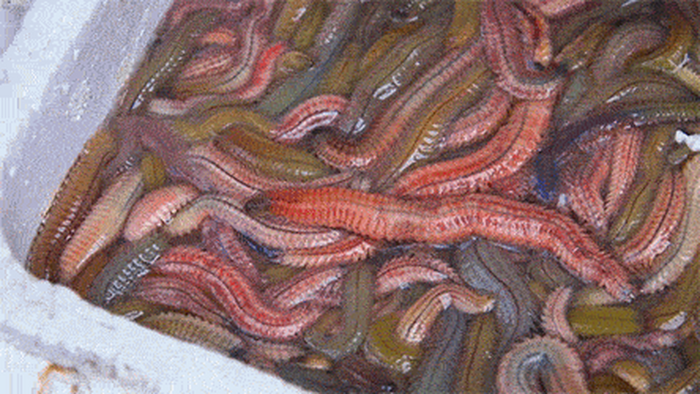 越南河虫煎饼,河里的蠕虫,跟鸡蛋放一起煎,据说味道很好吃~~当地美食