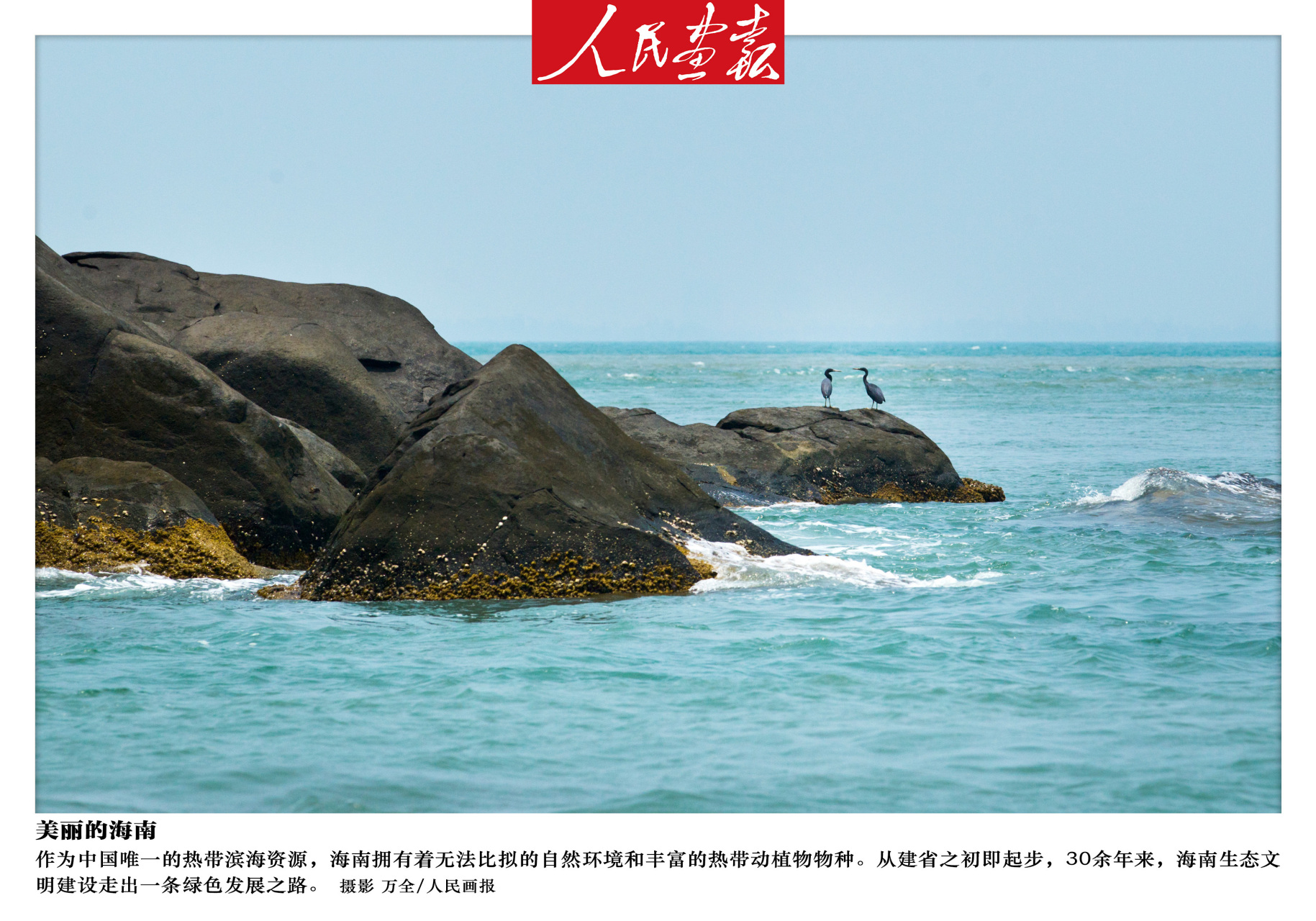 【美丽的海南】海南省三亚市西鼓岛,停留在在礁石上的水鸟.