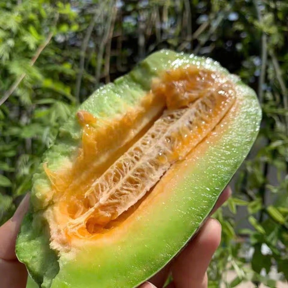 四月,吃羊角蜜的季节.老张找了四家供货商,我都不满意.