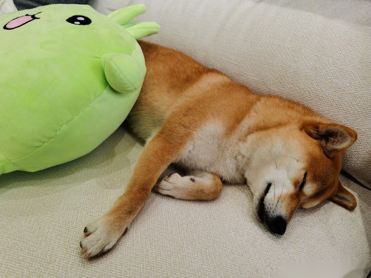 和福西西可能不会做家务[跪了]家庭组张继科会带蘑菇屋的盆妹来上节目