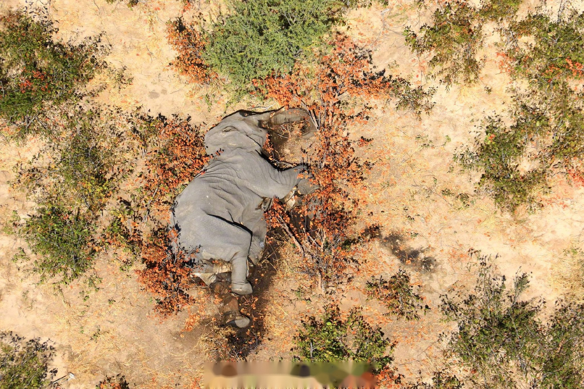 博茨瓦纳再次发生大象死亡事件】博茨瓦纳野生动物和国家公园