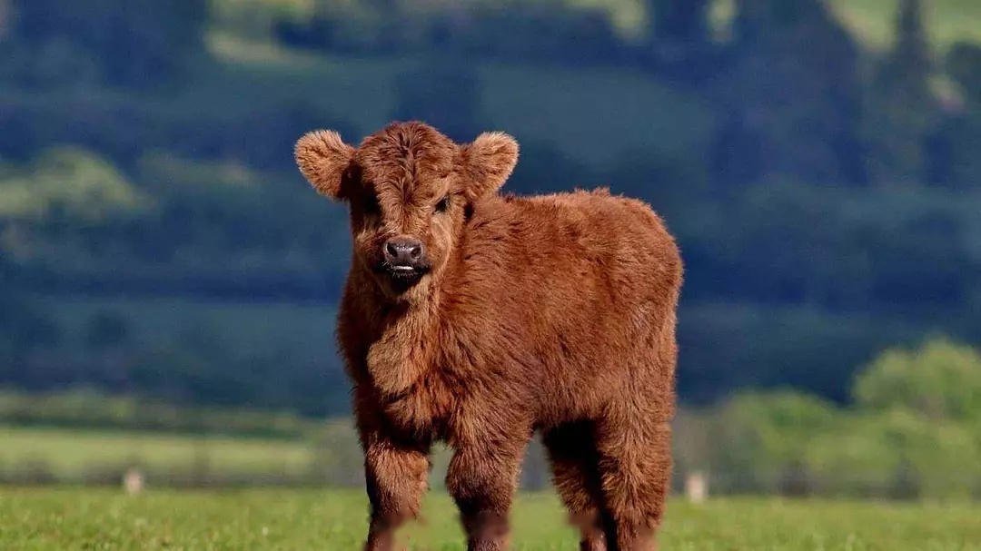 有喜欢吸牛的朋友吗?毛茸茸大眼睛的小牛真的太可爱了哇
