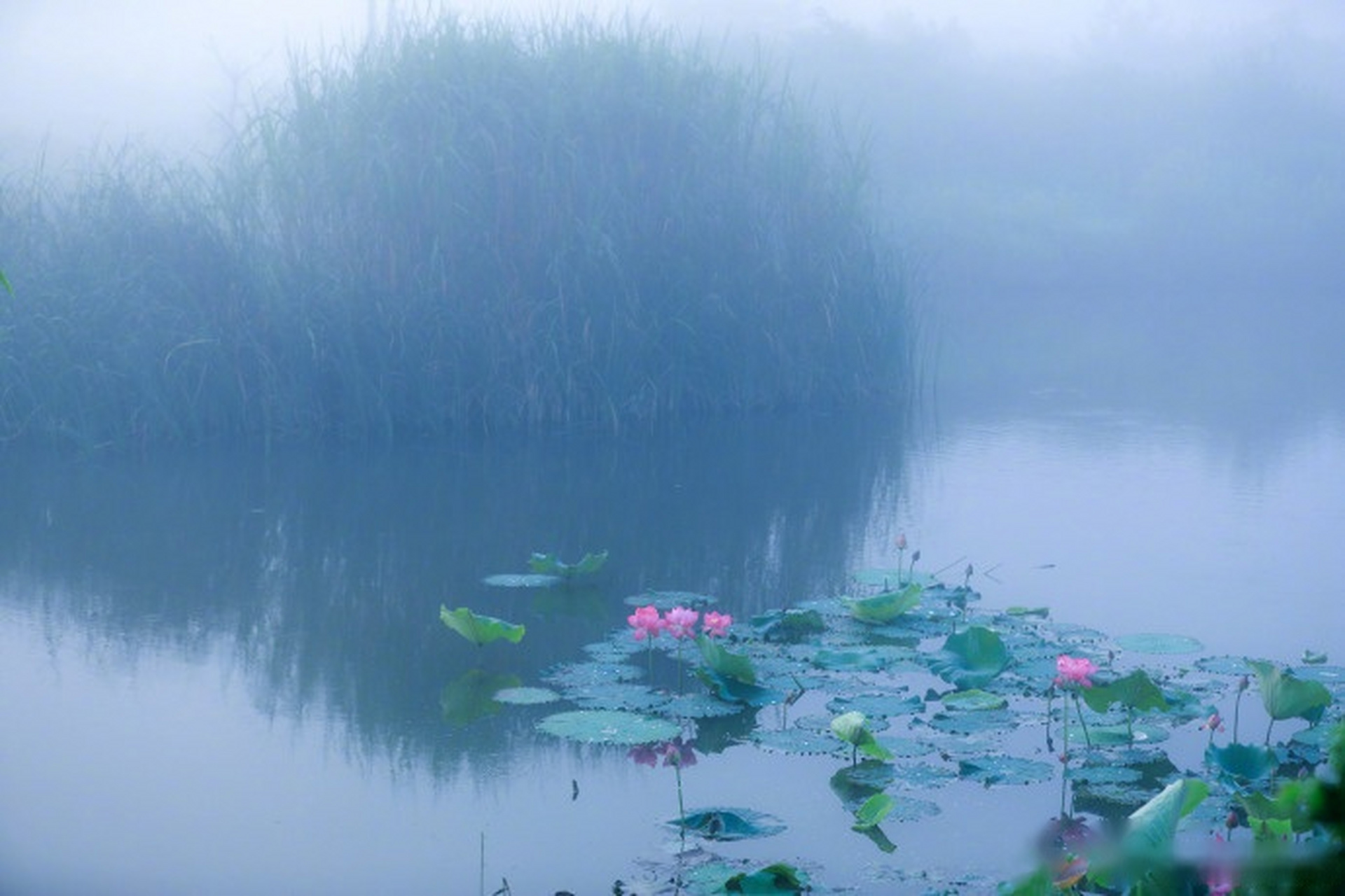 进入七月,在合肥市白湖农场精品农业园,各类荷花相继怒放,竞相争艳