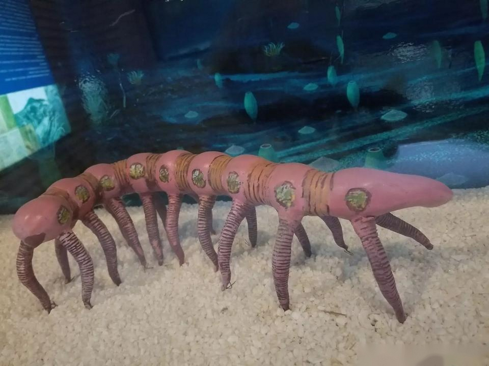 世界遗产在身边 30多年前,侯先光教授在云南澄江帽天山发现了5