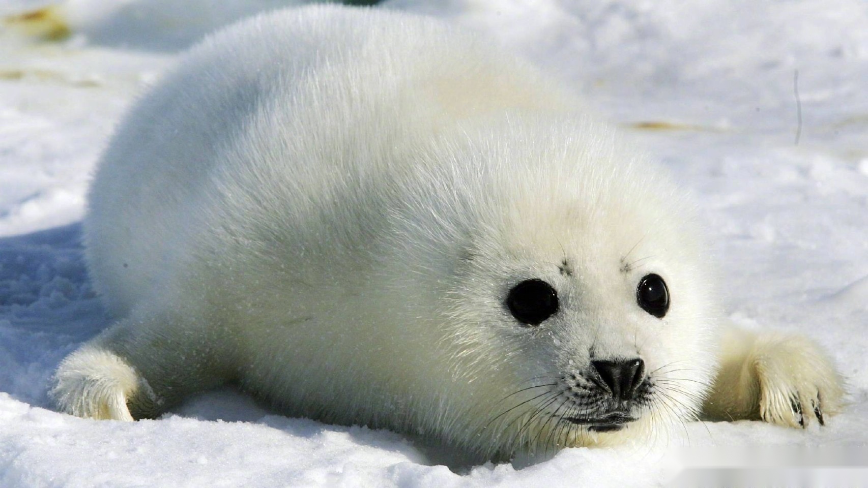 竖琴海豹幼崽可爱图片