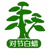森宝对节白蜡